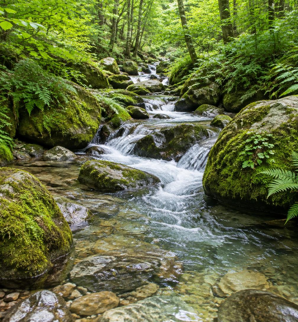 A freshwater stream flowing through a green forest